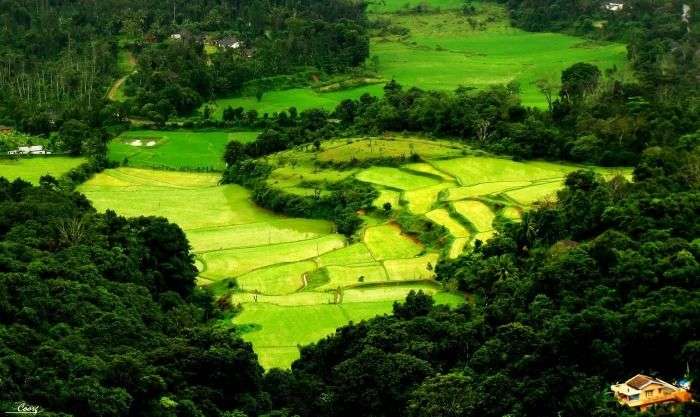 Scenic views of the plantations in Coorg Valley