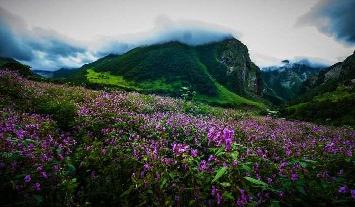 Pink rhododendron in Dzukou Valley in Kohima