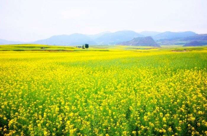 Lush widespread mustard fields in Punjab