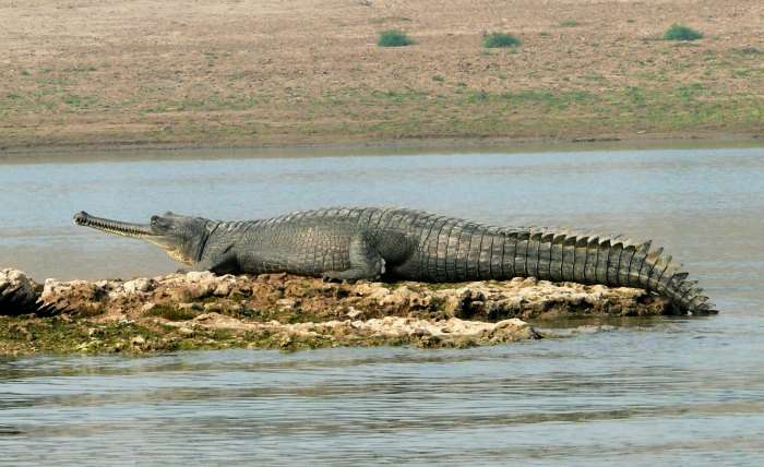 Crocodile in National Chambal Sanctuary