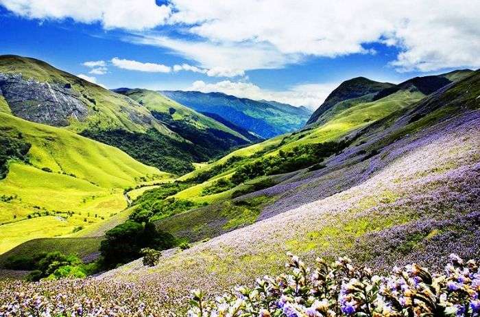 Neelakurinji Bloom in Eravikulam National Park in Munnar