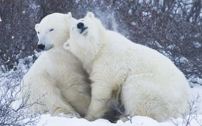 Polar Bears Cuddling