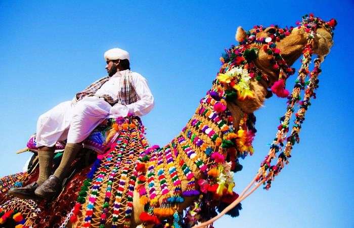 Cameleers trading Camels in Pushkar mela