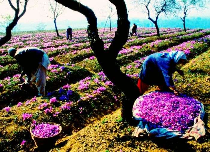 Saffron Fields in Pampore in Kashmir