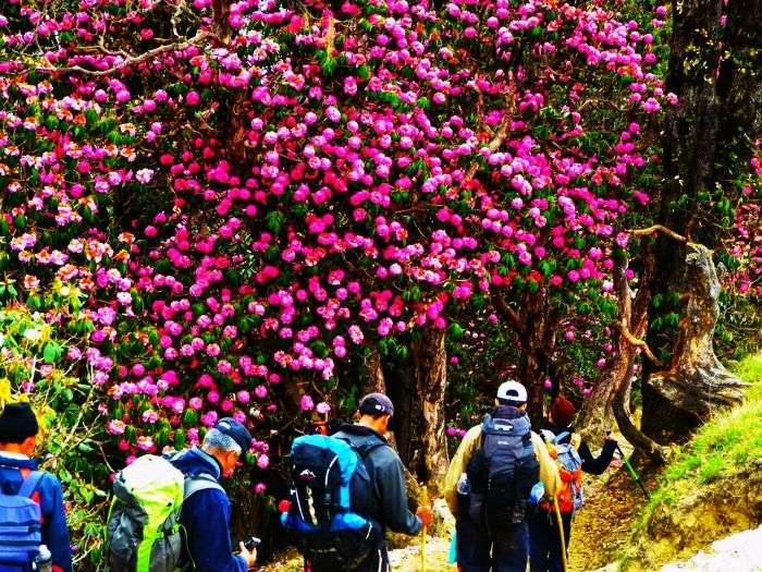 Rhododendrons on the Sandakphu Trek in West Bengal