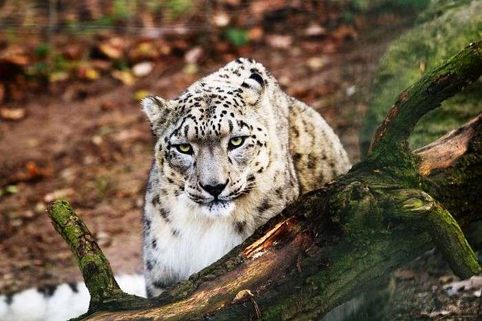 Snow Leopard seen in the Hemis National Park in Ladakh