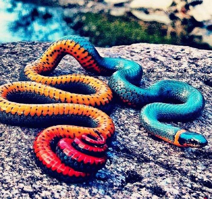 Sri Lankan Snakes
