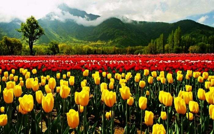 Flowers in the Tulip Garden in Kashmir