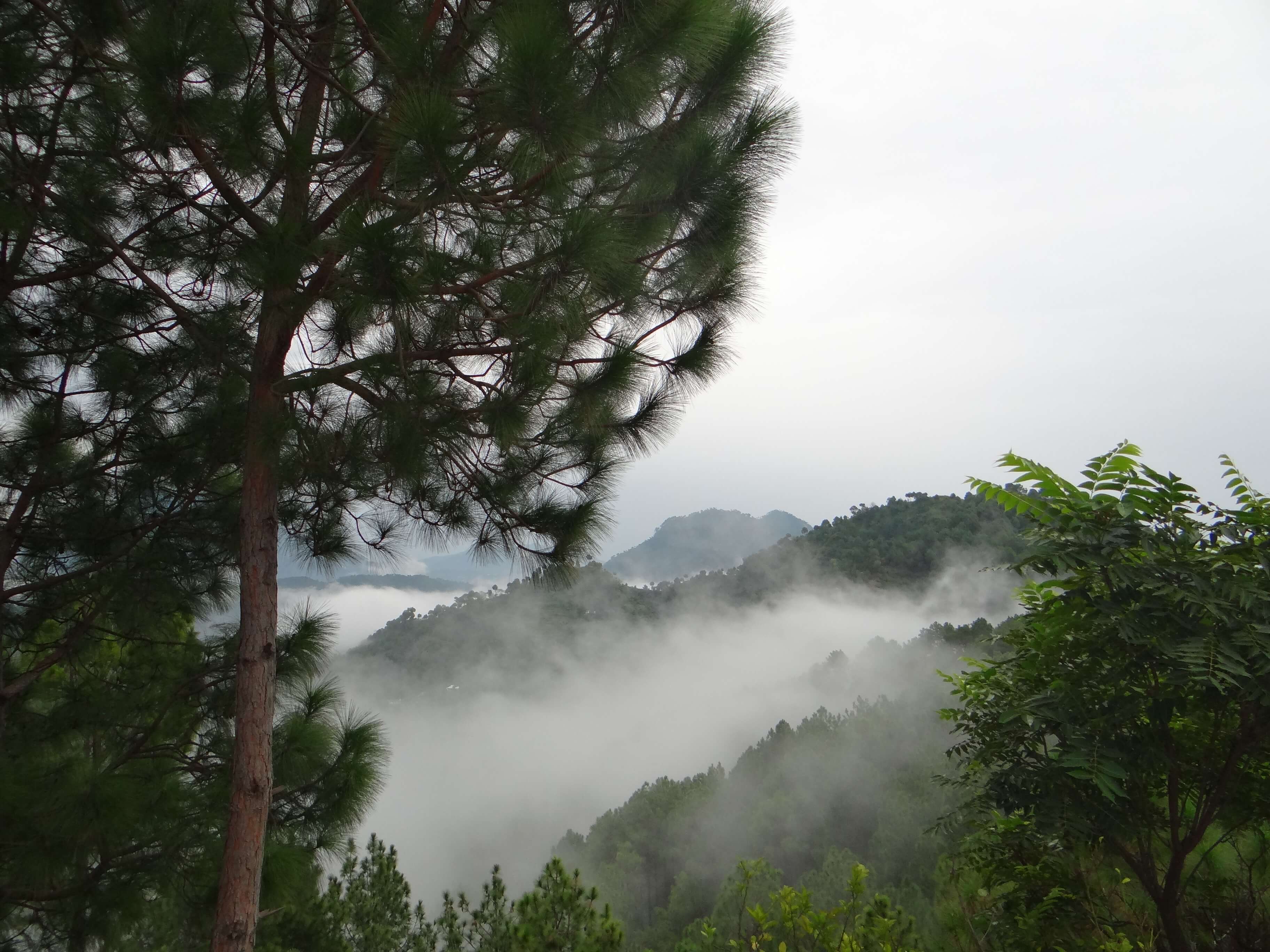 misty hills of Chail