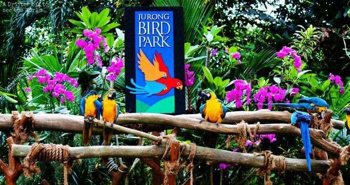 Jurong-Bird-Park_19th oct