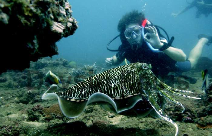 Scuba Diving in Sri Lanka