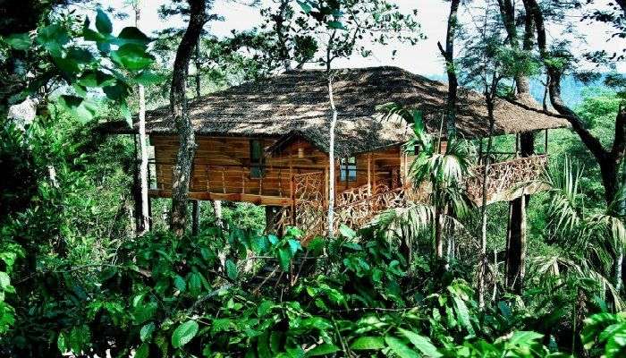 This treehouse is perched on a single tree located just next to Periyar Wildlife Park