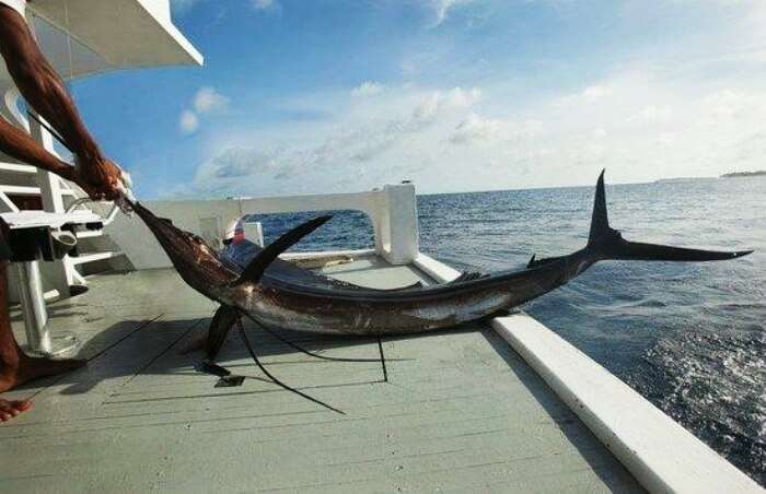 Enjoy Big Game fishing in maldives
