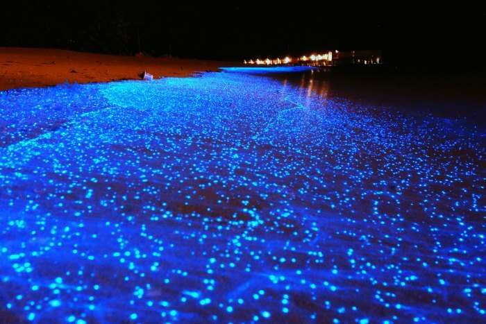 Bioluminescent beach is one of the best places to visit in Maldives for honeymoon