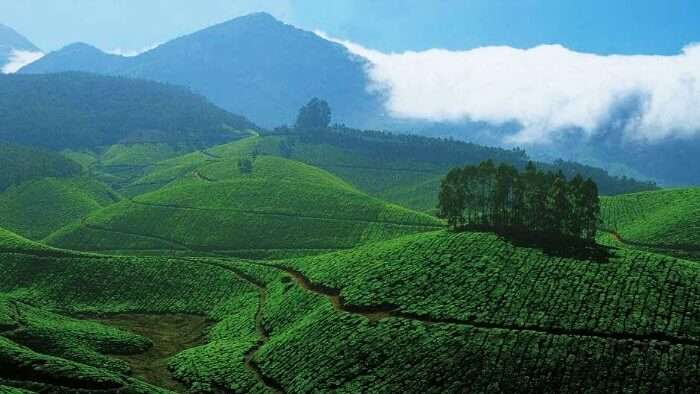 Munnar is amongst the most scenic monsoon tourist places in Kerala