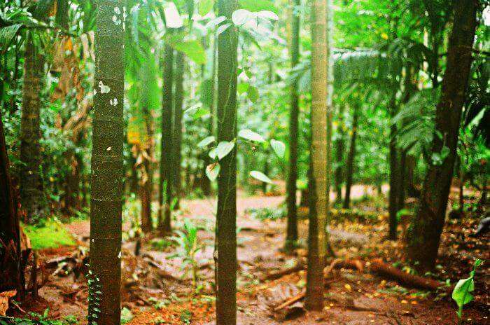 More and more washed up foliage at the Spice plantations