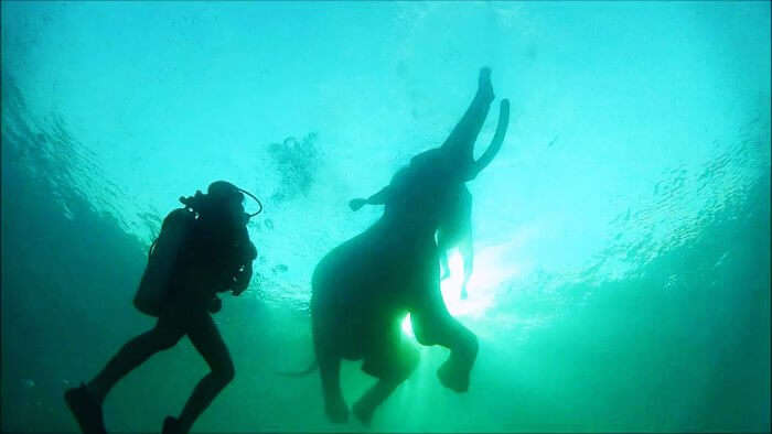 Diving with the ocean swimming elephant Rajan is one of the best things to do in Andaman