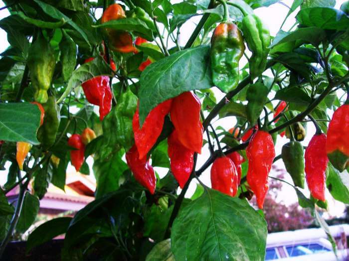 Bhut jolokia in full bloom