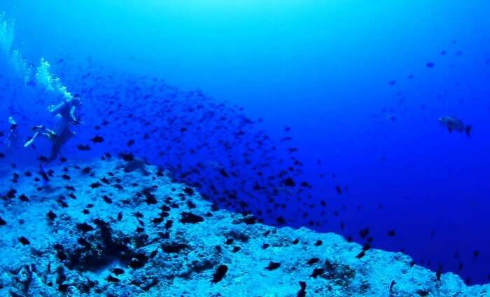 A diver in the Blue corner wall in Palau-Micronesia
