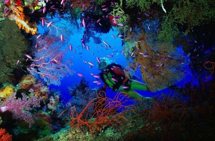 A diver experience the colorful corals of Cayman Islands - the amazing diving spot in the world.