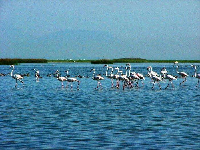 A flock of migratory birds in the Chilika Lake