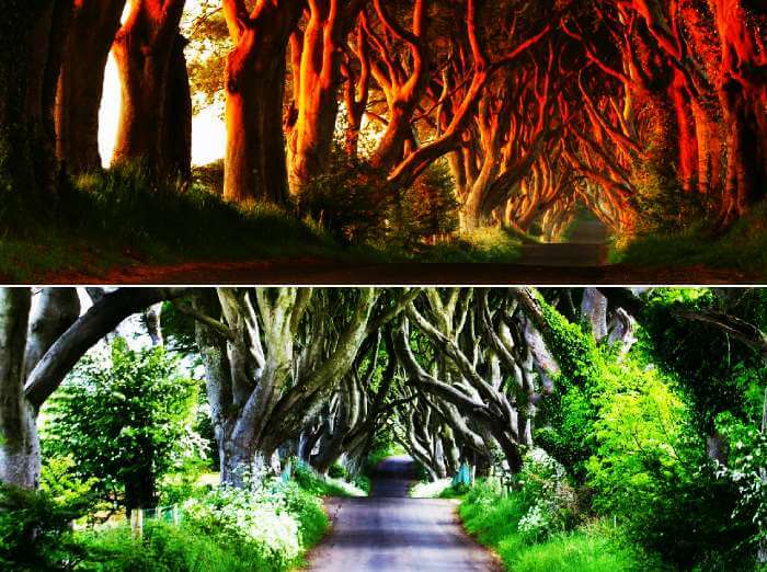 Tree tunnel road of Dark Hedges, Ireland