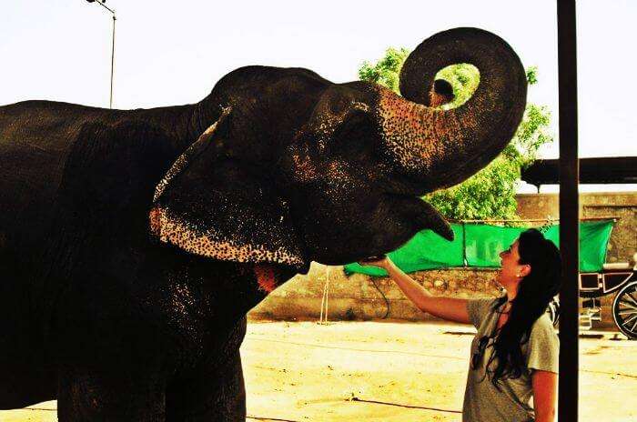 A friendly elephant at Elefantastic in Jaipur
