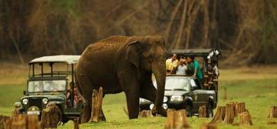 Elephant in Kabini Wild Sanctuary