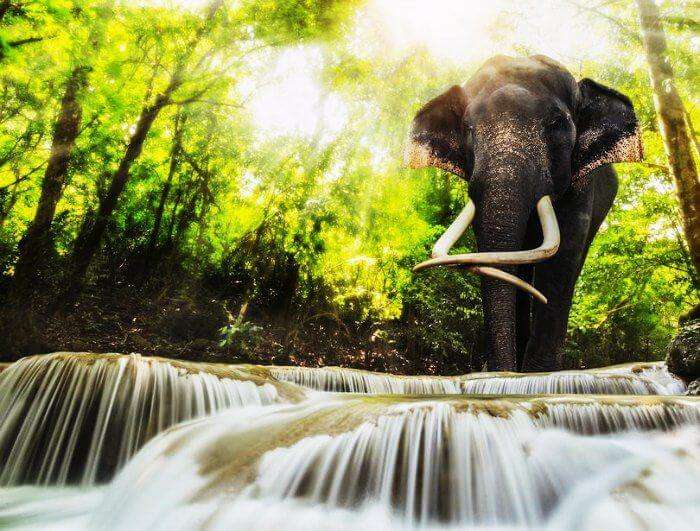 An elephant by the Erawan National park