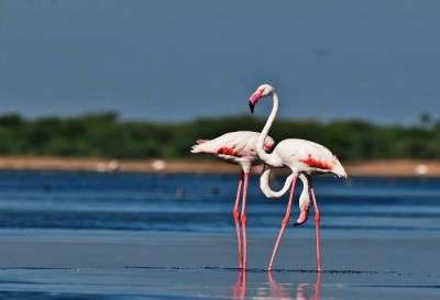 Flamingos in Pulicat - one of the best weekend getaways around chennai