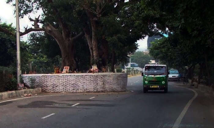 Haunted-Place-in-Delhi-Tree-Near-Dwarka