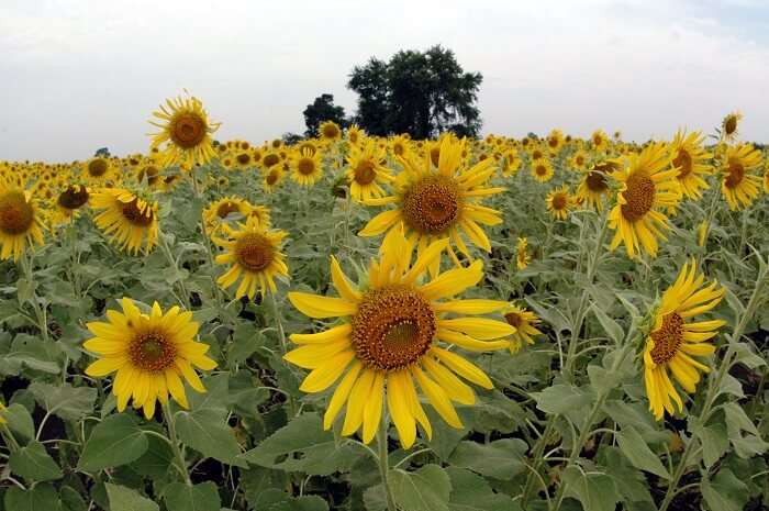 Lopburi sunflower fields