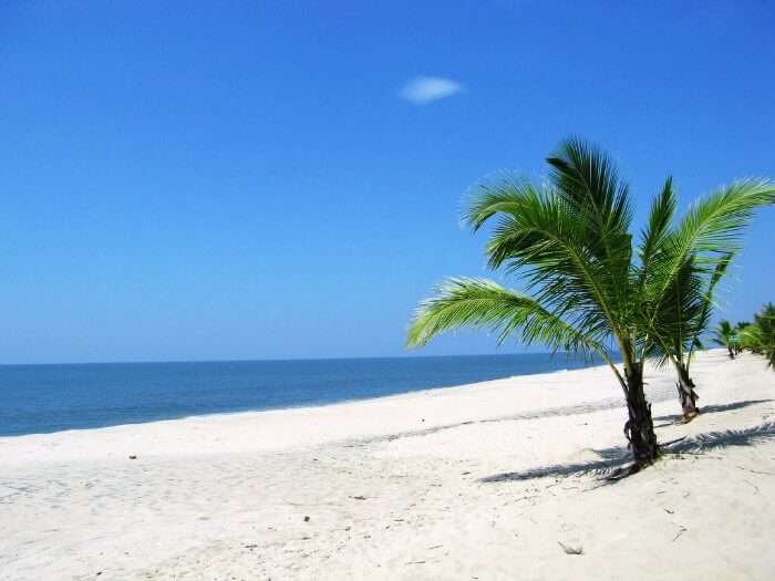 The white sand and palm trees in Marari Beach