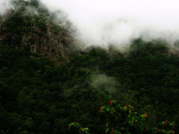 Misty hills of Silent valley national park