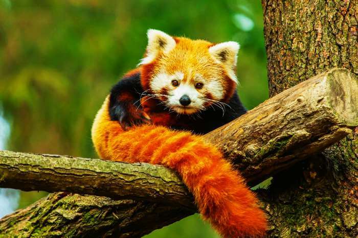 An endangered red panda in the forests of Sikkim