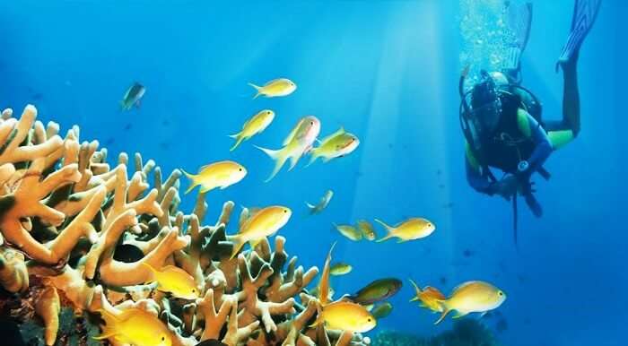 A diver scuba diving in the clear waters of Bahamas