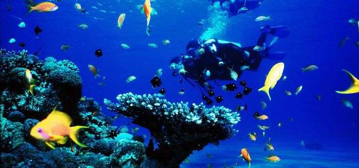 Go scuba diving in Tarkarli and witness the exquisite marine life