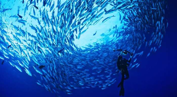 The dense marina life at one of the best diving spots in the world - Sipadan Island