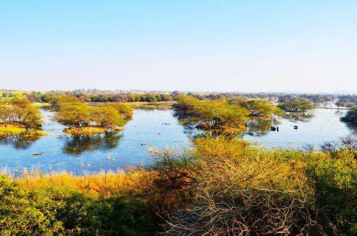 Wetland of Sultanpur Bird Sanctuary in Haryana