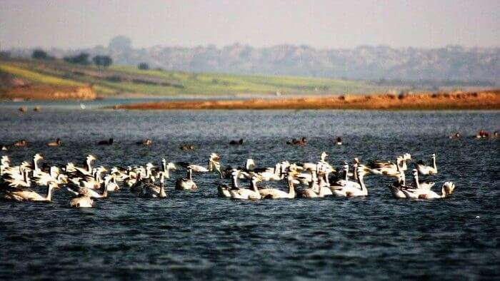 Swans in the Chambal river wildlife sanctuary
