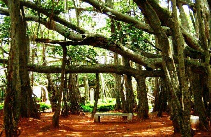 The-Great-Banyan-Tree-in-Kolkata