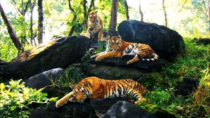 A family of tigers in Bannerghatta Wildlife Park