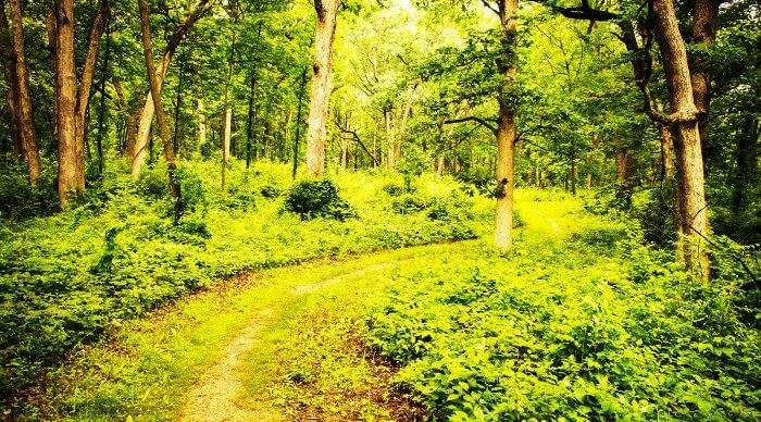 The jungle trails of Lansdowne in Uttarakhand