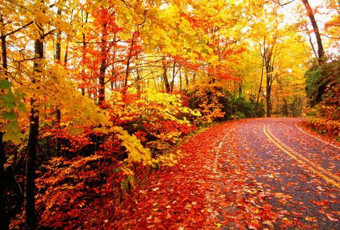 Autumn view of the road in Wisconsin, US