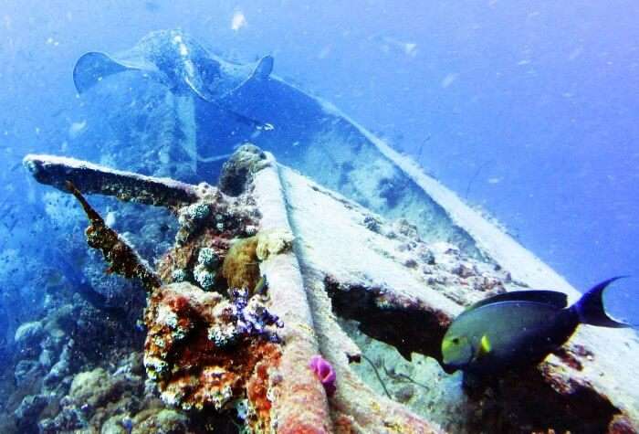 Shipwreck diving at Yongala in Queensland