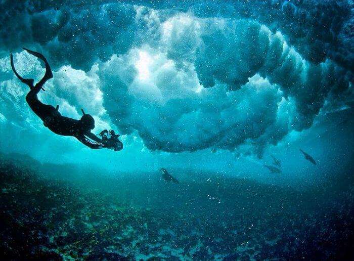 A photographer capturing seals underwater
