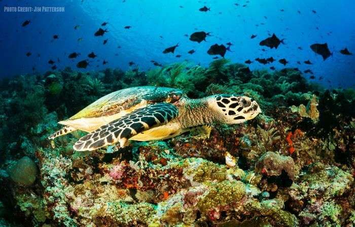 Sea turtle swimming in the colorful underwaters at the Bunaken Sea Park