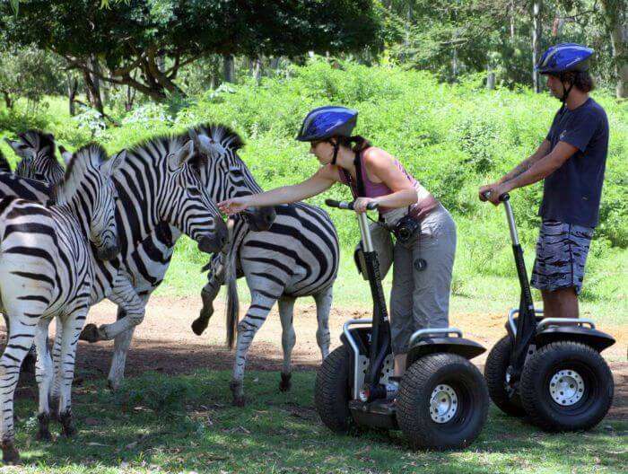 A young couple playing with the zebras during their wildlife safari at Casela World of Adventures