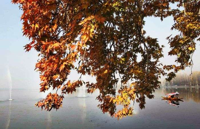 A view of the autumn chinar leaves in the background of Shikara and Dal Lake