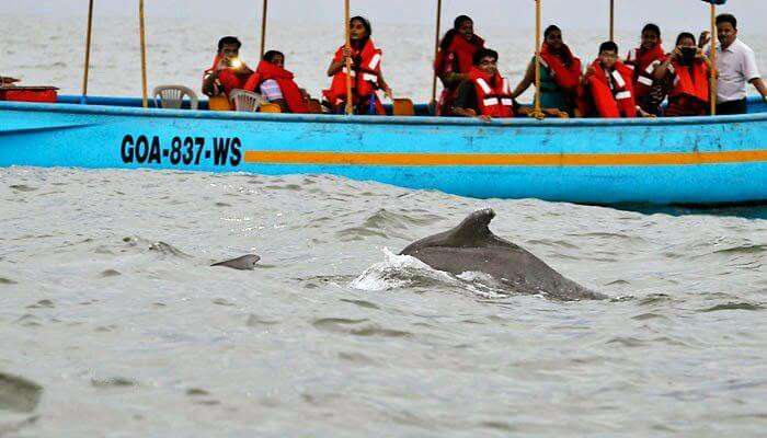 Dolphin Sighting in Goa